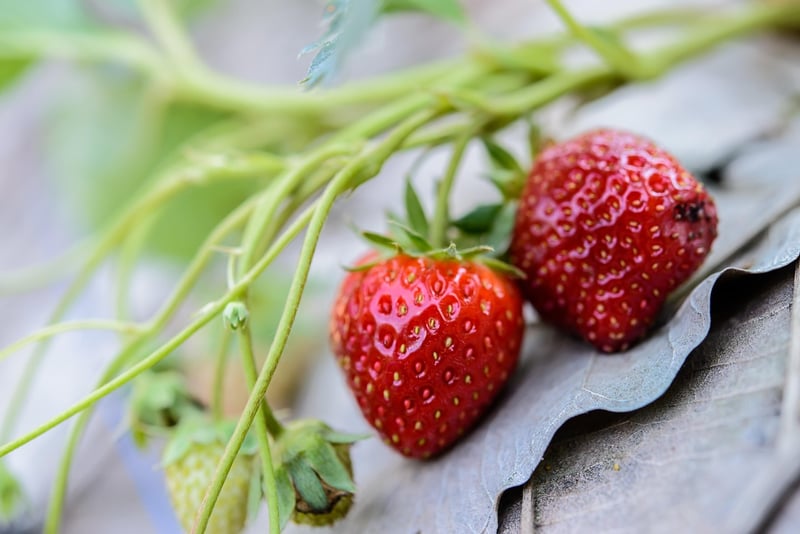 Farm-to-Table Freshness